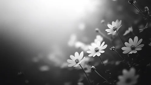 Monochrome daisies illuminated by soft morning light.