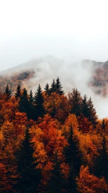 Autumn forest landscape with mountains under heavy fog conditions