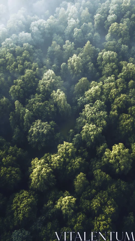 Misty Forest Canopy: Nature's Emerald Tapestry.