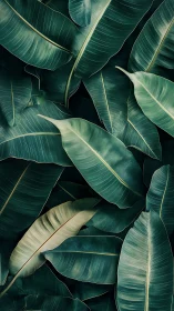 Velvet banana leaves overlap in a deep emerald whisper