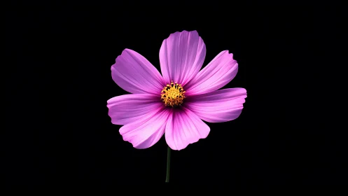 Vibrant Pink Cosmos Flower Against Black Background.