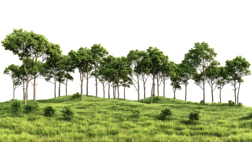 Peaceful Forest Grove Crowns the Gentle Hillside