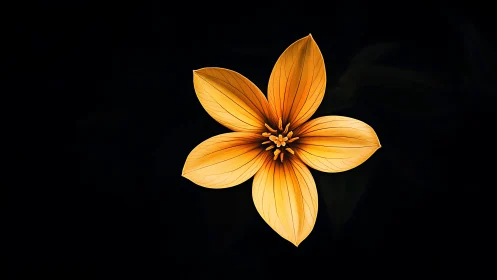 Yellow-Orange Flower with Five Petals Against Black Background