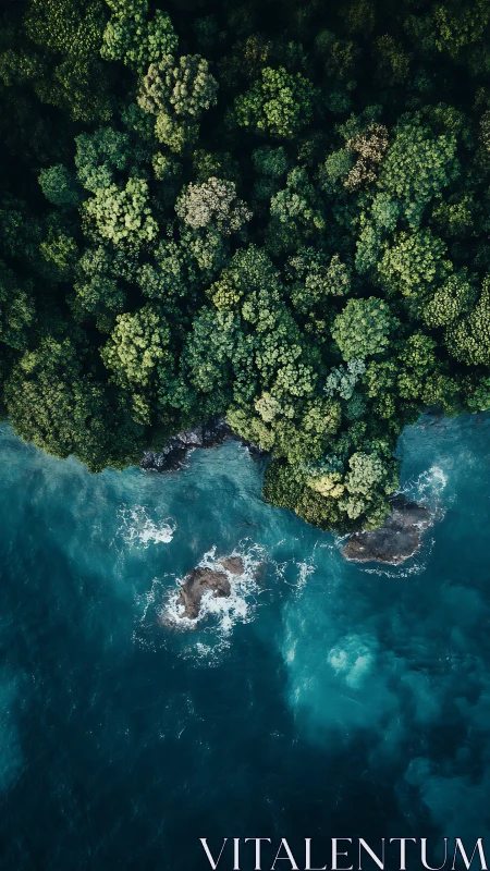 Aerial view of dense forest coastline meeting turquoise ocean.
