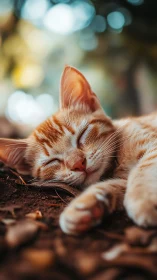 Flame-Eared Tabby Dreams in Bokeh Reverie.