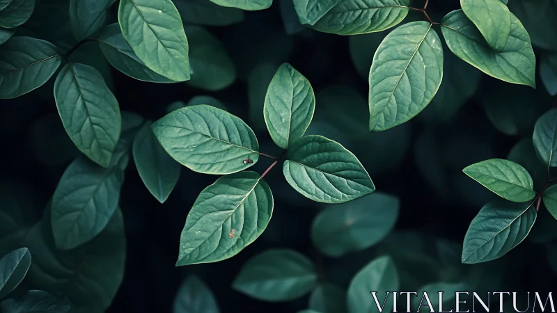 Leaf cluster macro captures venation detail under soft diffuse light