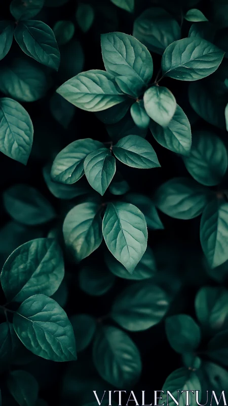 Velvet teal foliage murmuring secrets in cool shadowed hush.