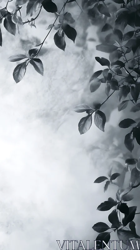 Monochrome botanical foliage framing soft diffused sky field