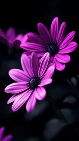 Vibrant Magenta Daisy Flowers Against Dark Background.