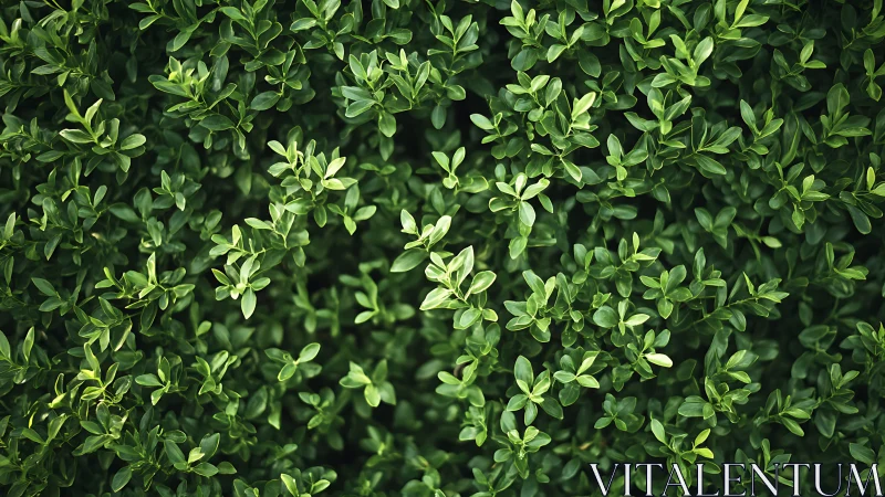 Boxwood hedge texture shows dense glossy green foliage.