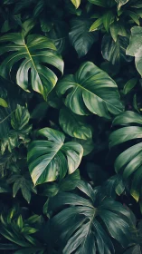 Dense monstera foliage with layered glossy leaves in soft light