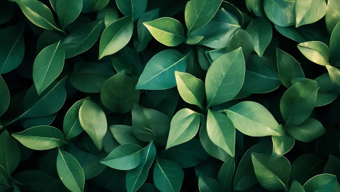 Dense cluster of glossy green leaves fills the entire frame.