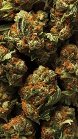 Close-up macro view reveals dense cannabis flower buds.