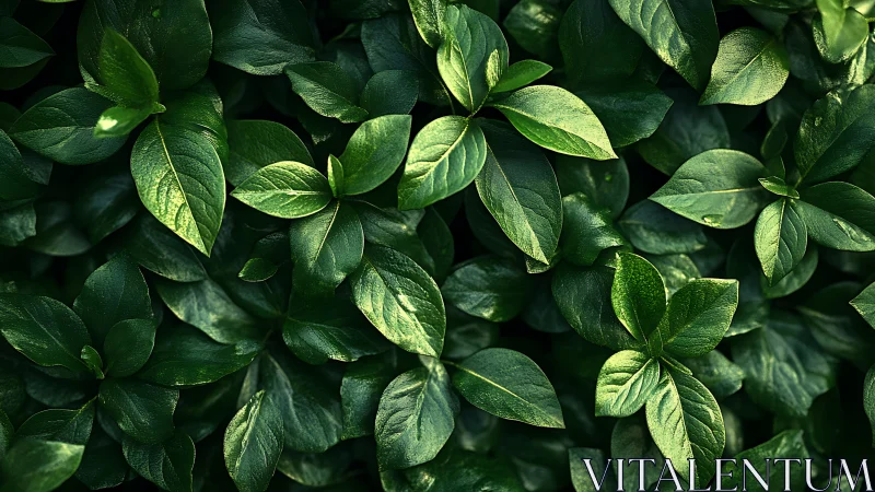 Lush green leaves create a calm, refreshing natural blanket