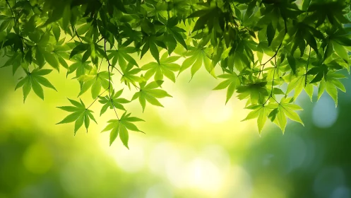 Backlit green maple leaves over glowing bokeh forest canopy.