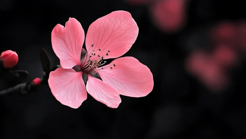 Luminous Blossom Emerges from Darkness.