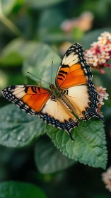 Orange black butterfly rests on green leaf in soft light