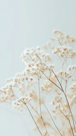 Delicate White Baby's Breath Clusters Against Soft Gray.