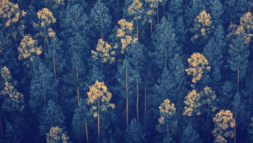 Aerial view of dense pine forest with yellow treetops, moody style.