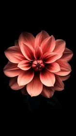 Coral Dahlia Bloom Against Black Backdrop