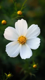 White Cosmos Flower with Bright Yellow Center and Unfocused Buds