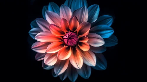 Luminous dahlia flower glowing against deep black backdrop
