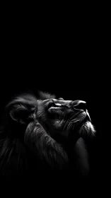 Quiet strength in a lion’s upward gaze in soft light.