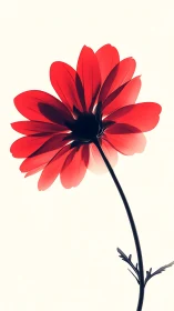 Radiant Red Flower Blooming with Graceful Petal Details