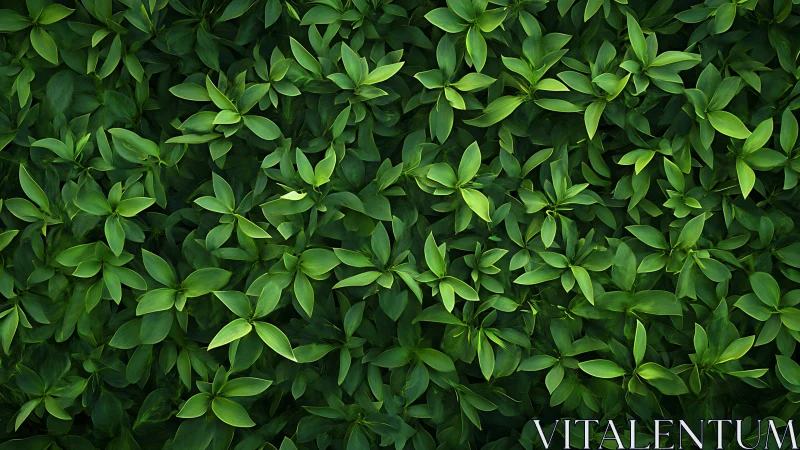 Lush green foliage background with dense overlapping leaves.