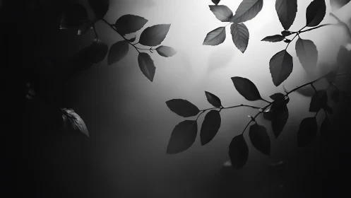 Silhouetted Tree Branches in Soft Black and White Minimalism.