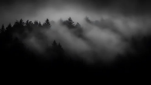 Oblique fog rays traverse a dark conifer forest silhouette