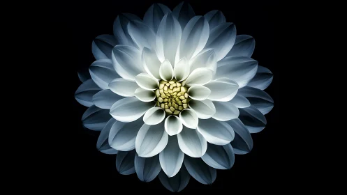 Ethereal Dahlia Bloom Against Darkness.