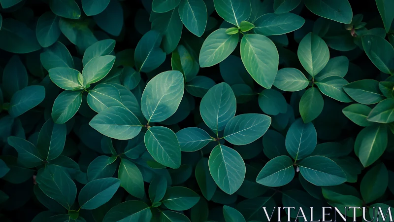 Dark green foliage pattern with soft directional lighting.