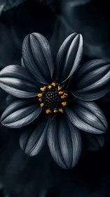 Black Petaled Flower with Yellow Center Against Dark Background