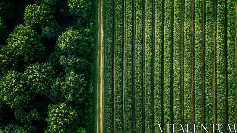 Aerial boundary between dense forest canopy and striped crop field