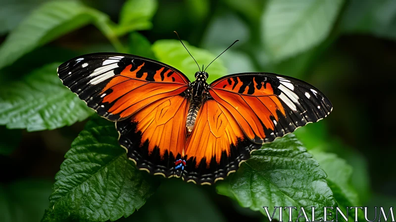 Winged ember pauses on polished jungle leaves to breathe