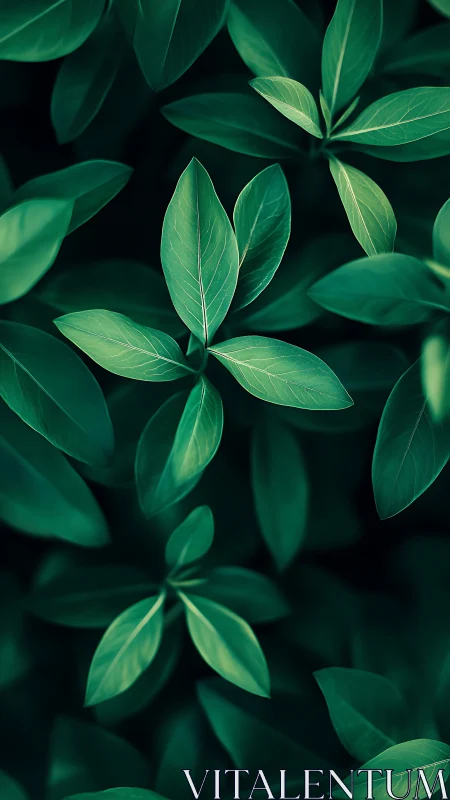 Close-up top view of lush green leaves in soft focus.