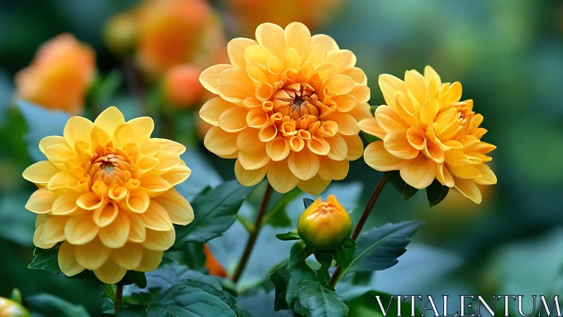 Golden Dahlias Blooming in Soft Garden Sunlight