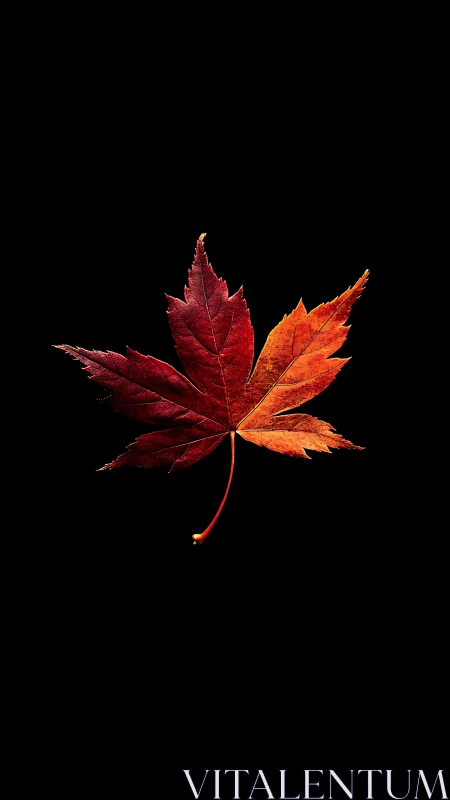 Single red maple leaf glows against deep black background