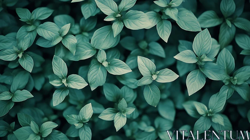 Overhead study of mint-green foliage in soft focus tones.