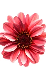 Dahlia specimen with layered pink petals and dark center disk