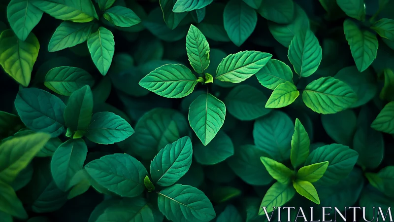 Top view macro foliage with vibrant green leaf textures