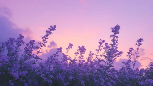 Soft lavender wildflowers glowing beneath a dreamy sunset sky.