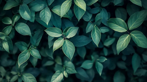 Dense arrangement of green leaves with subdued lighting.