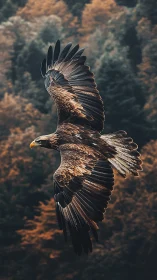 Majestic eagle glides above autumn forest in warm light.