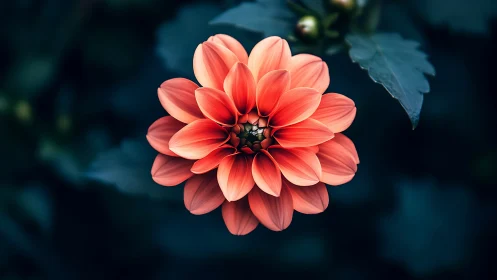 Radiant Coral Dahlia Blooms Against a Moody Garden Backdrop