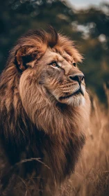 Male lion in side profile within dry grass habitat.
