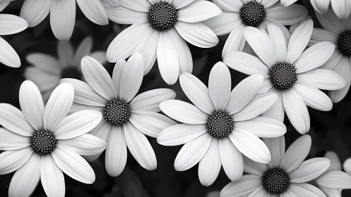 Monochrome Daisy Cluster: Black and White Botanical Close-up.