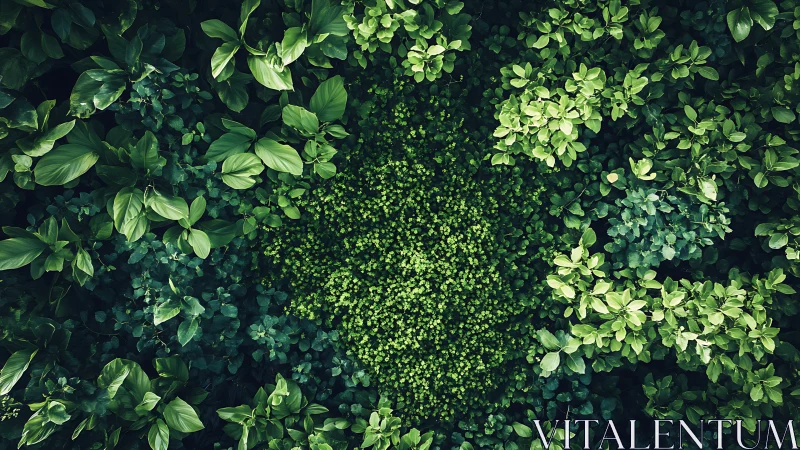 Lush Green Foliage Overhead View in Natural Forest Style.