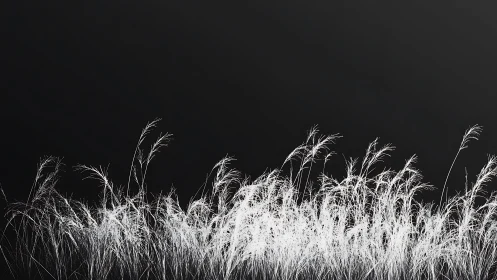 Silhouetted white reeds sway gently against a deep black sky